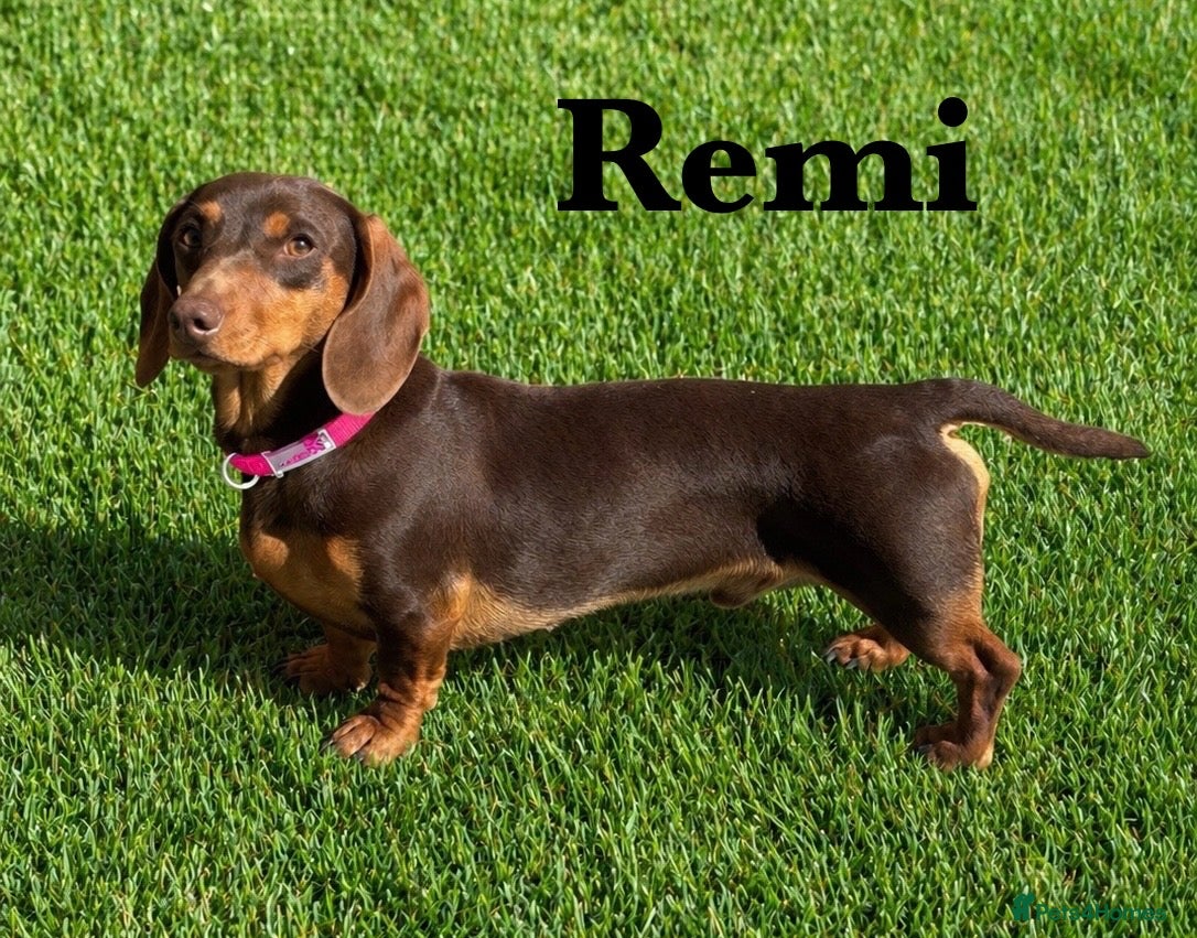 Miniature Dachshund dogs KC REG STUD, free ovulation test with fee  - Advert 1