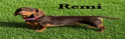 Miniature Dachshund dogs for stud: KC REG STUD, free ovulation test with fee  - Advert 1
