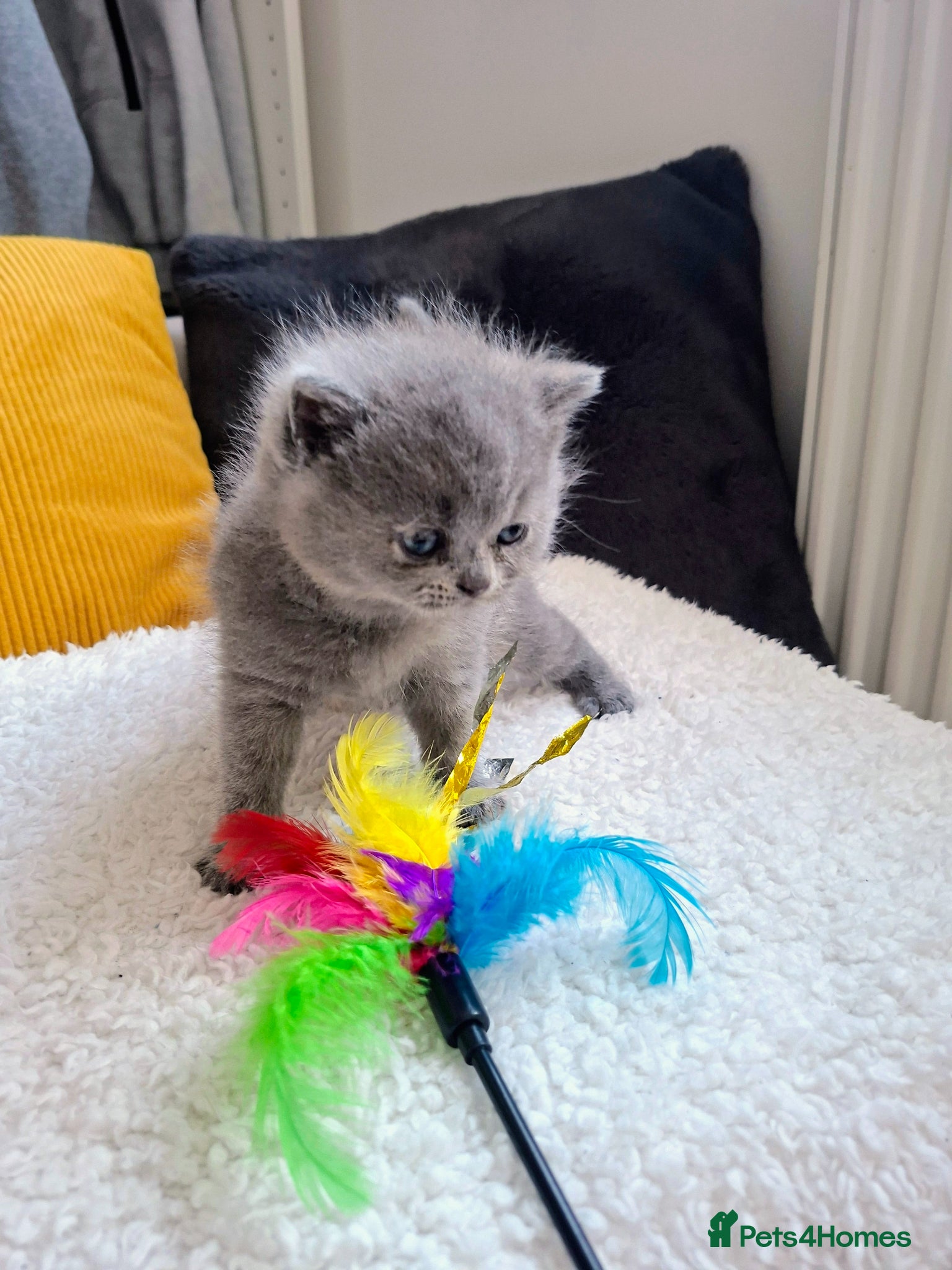 British Shorthair cats  100% Pedigree chunky BSH kittens - Advert 2