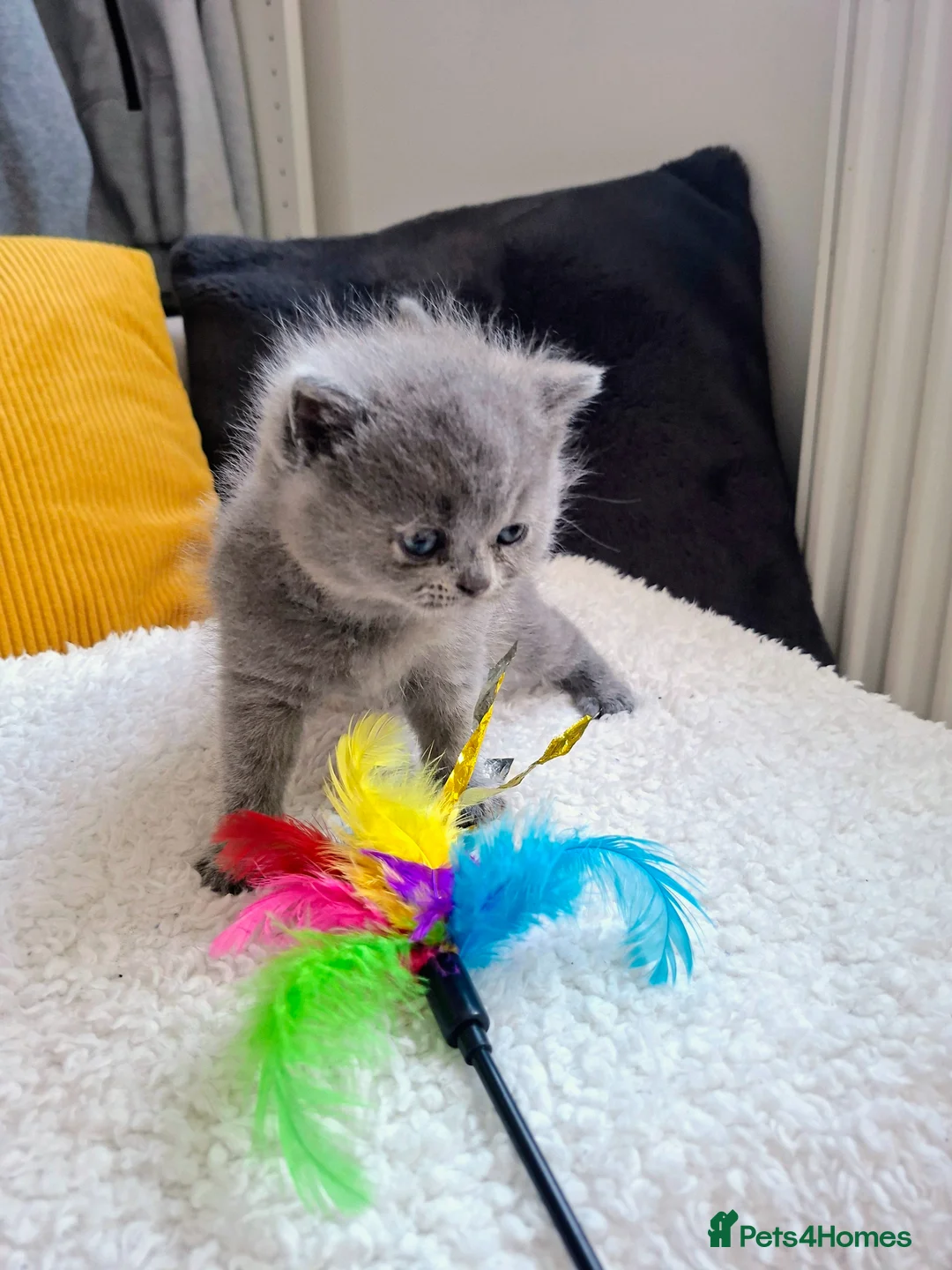 British Shorthair cats for sale:  100% Pedigree chunky BSH kittens - Advert 1