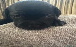 Staffordshire Bull Terrier dogs for sale: 8 Staffordshire Bull Terriers  - Image 8