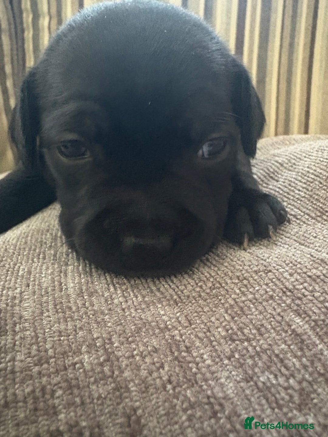 Staffordshire Bull Terrier dogs for sale: 8 Staffordshire Bull Terriers  - Image 8