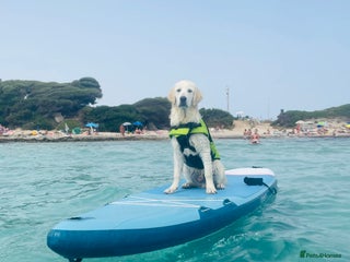 Golden Retriever dogs - Advert 17