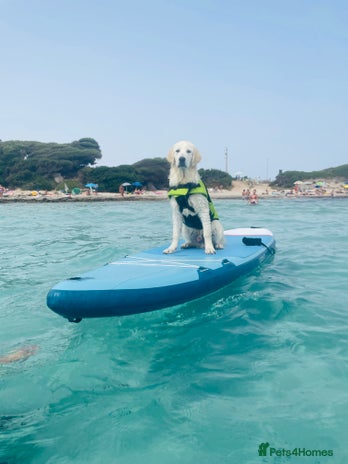 Golden Retriever dogs - Advert 1