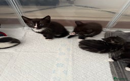 Mixed Breed cats for sale: Black & white kittens available - Image 2