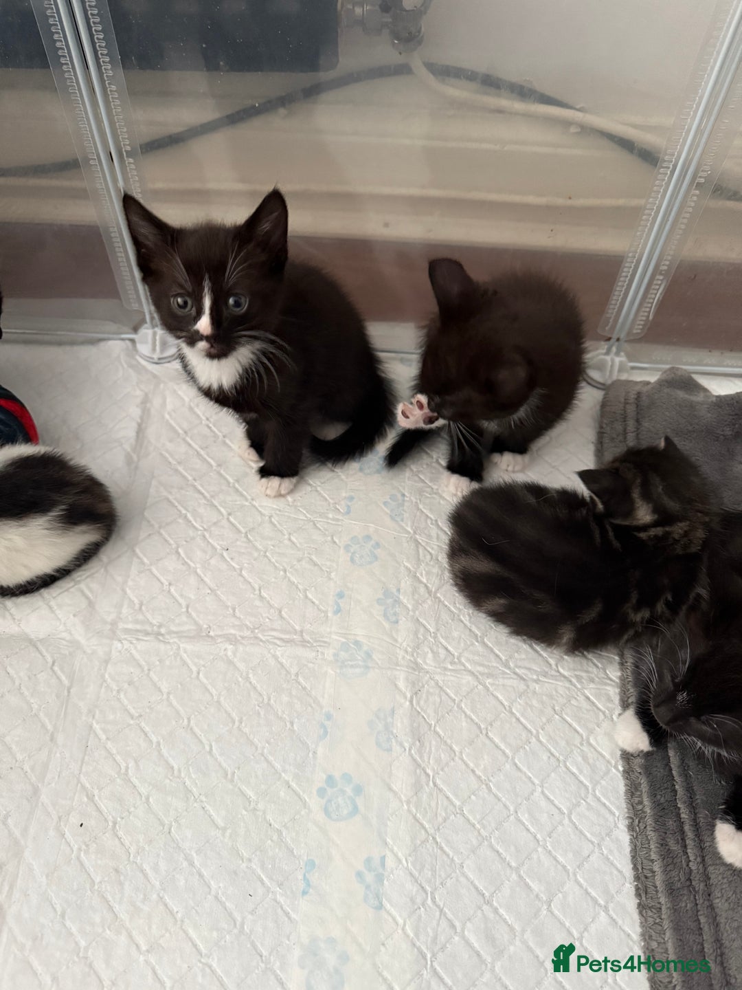 Mixed Breed cats for sale: Black & white kittens available - Image 2