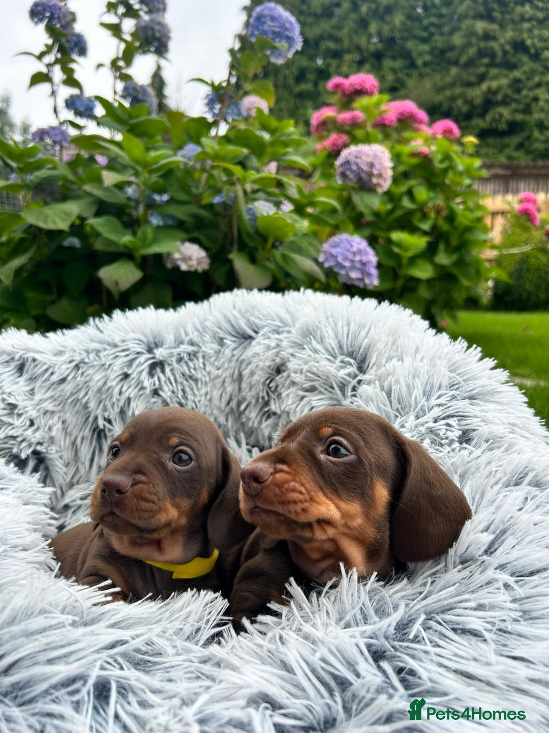 Miniature Dachshund dogs for sale: Kc reg PRA clear miniature dachshund puppies  - Image 15