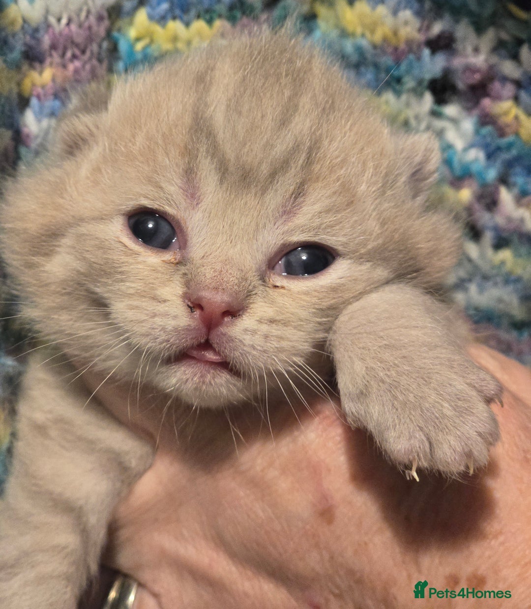 British Shorthair cats for sale: TICA registered BSH and BLH kittens - Advert 11