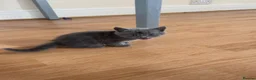 Mixed Breed cats for sale: 4 mixed breed kittens for sale  in Sittingbourne - Advert 8