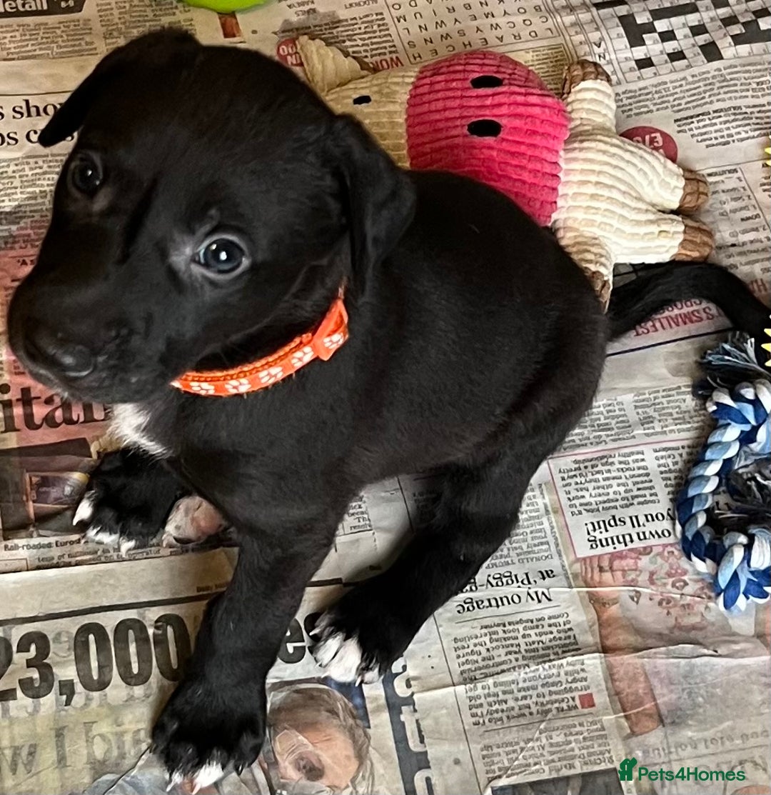 Mixed Breed dogs for sale: Lurcher Puppies - Advert 5