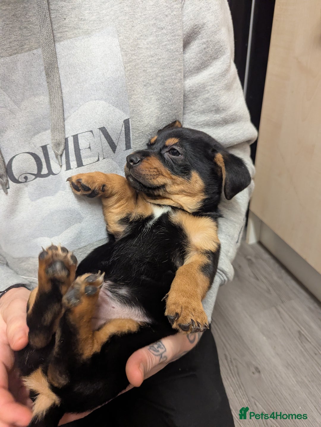 Mixed Breed dogs for sale: German shepherd and jug mixed puppies - Advert 4