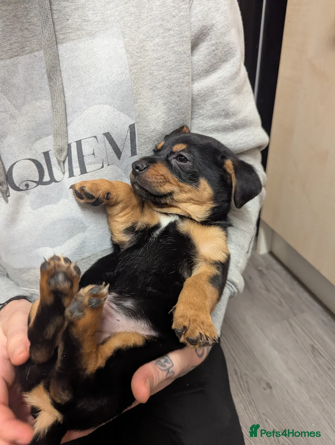 Mixed Breed dogs for sale: German shepherd and jug mixed puppies - Advert 4