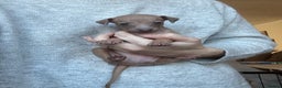 Italian Greyhound dogs for sale: KC Champion lines ⭐️ Italian Greyhound puppies  - Advert 30