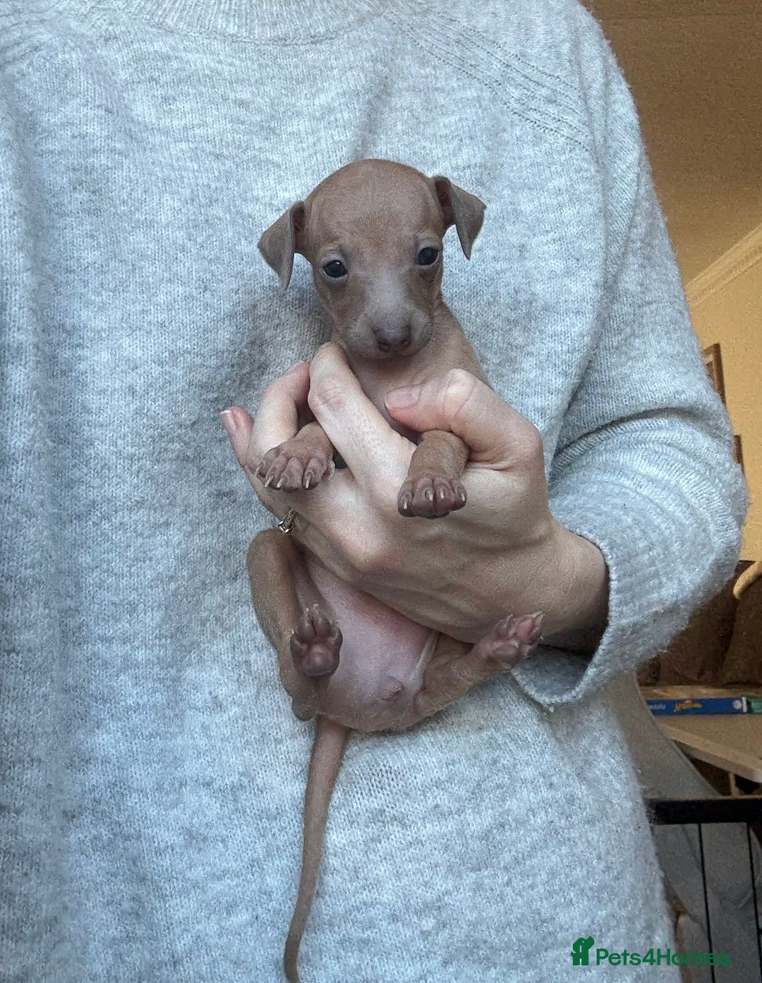 Italian Greyhound dogs for sale: KC Champion lines ⭐️ Italian Greyhound puppies  - Advert 30