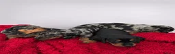 Miniature Dachshund dogs for sale: Miniature Dachshund Puppies, KC reg in Salford - Advert 6