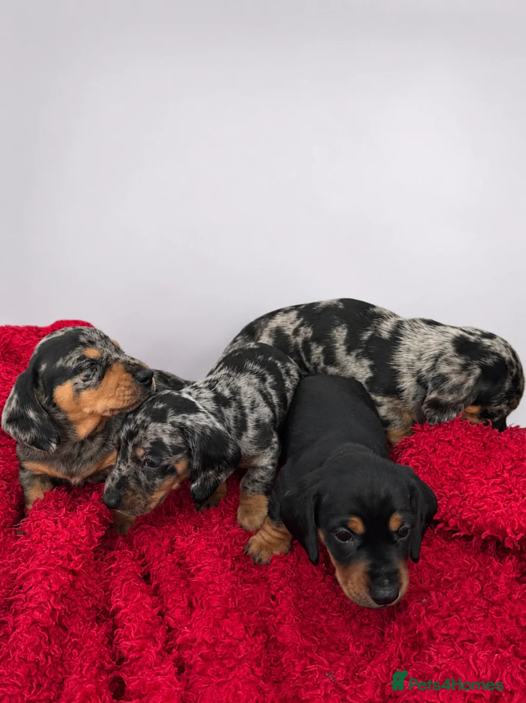 Miniature Dachshund dogs for sale: Miniature Dachshund Puppies, KC reg in Salford - Advert 6