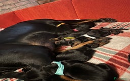 Dobermann dogs for sale: 🏆Supreme Dobermanns - Where Excellence Begins 🏆 - Image 16