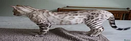 Bengal cats for sale: Superb Active Reg Snow Bengal Queen  - Advert 2