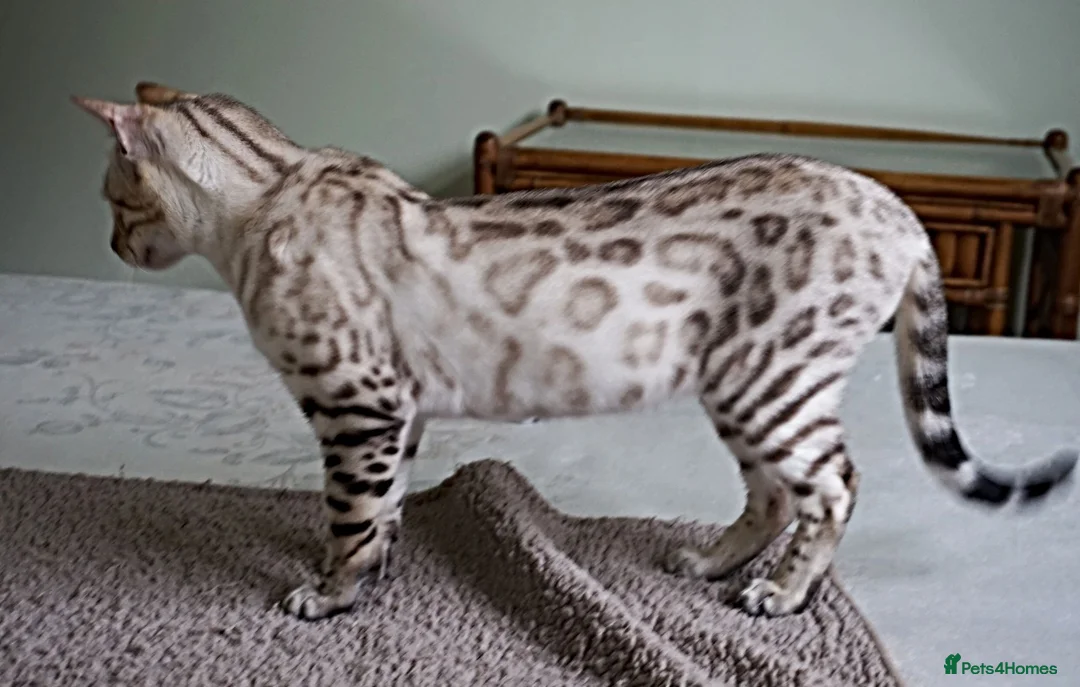 Bengal cats for sale: Superb Active Reg Snow Bengal Queen  - Advert 2