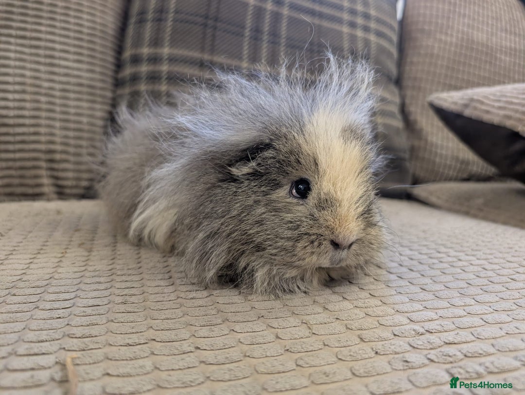 Guinea Pig rodents for sale: 4 female guinea pigs - Advert 14