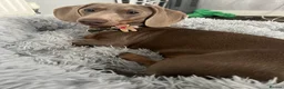 Miniature Dachshund dogs for stud: Isabella and Tan miniature dachshund for stud - Advert 8