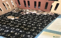 Whippet dogs for sale: A beautiful-well bred litter of small whippets  - Image 8