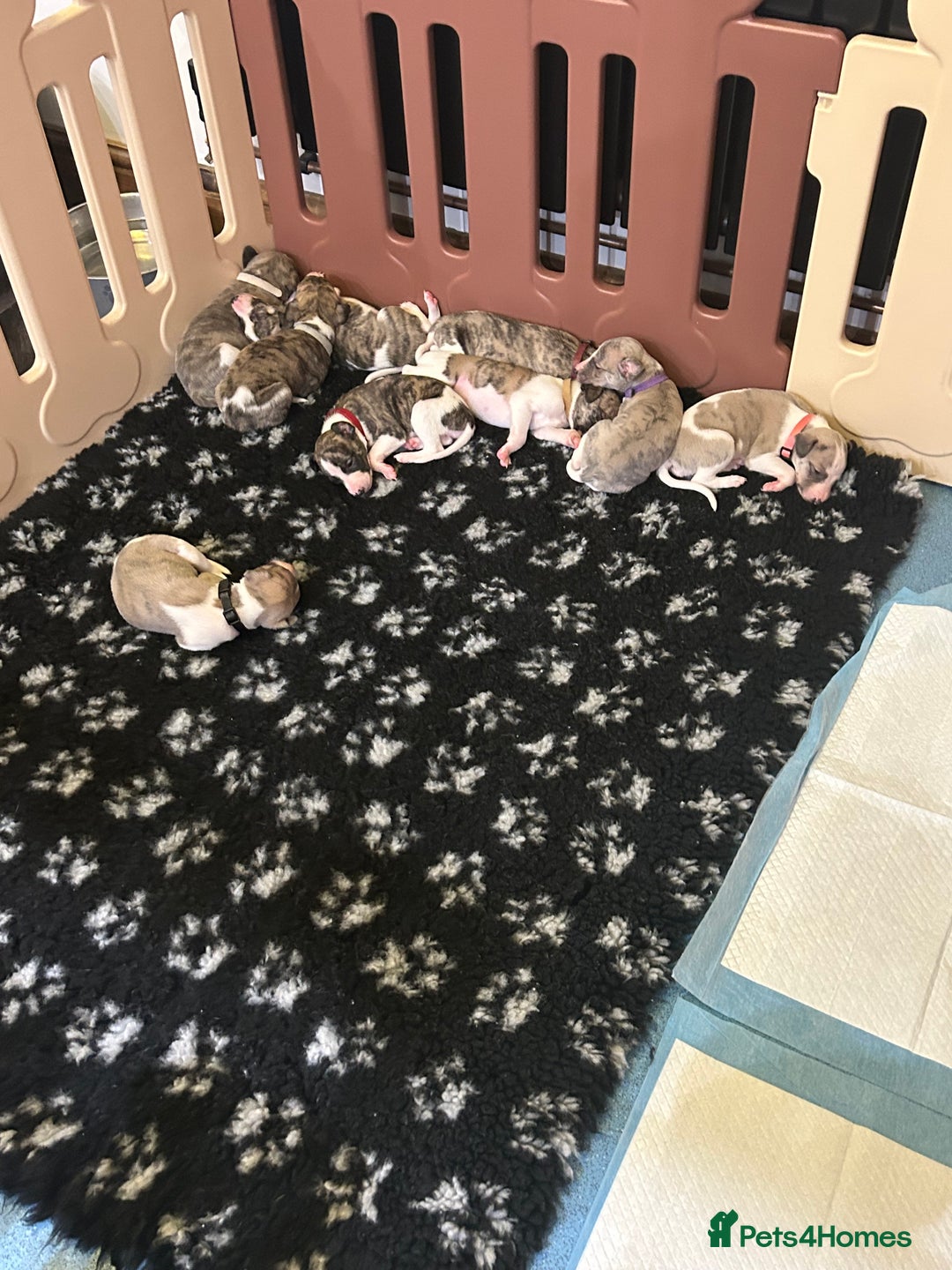 Whippet dogs for sale: A beautiful-well bred litter of small whippets  - Image 8