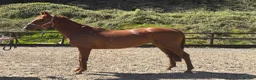 English Thoroughbred horses for sale: Quality little mare on a budget - PROMISE  - Advert 5