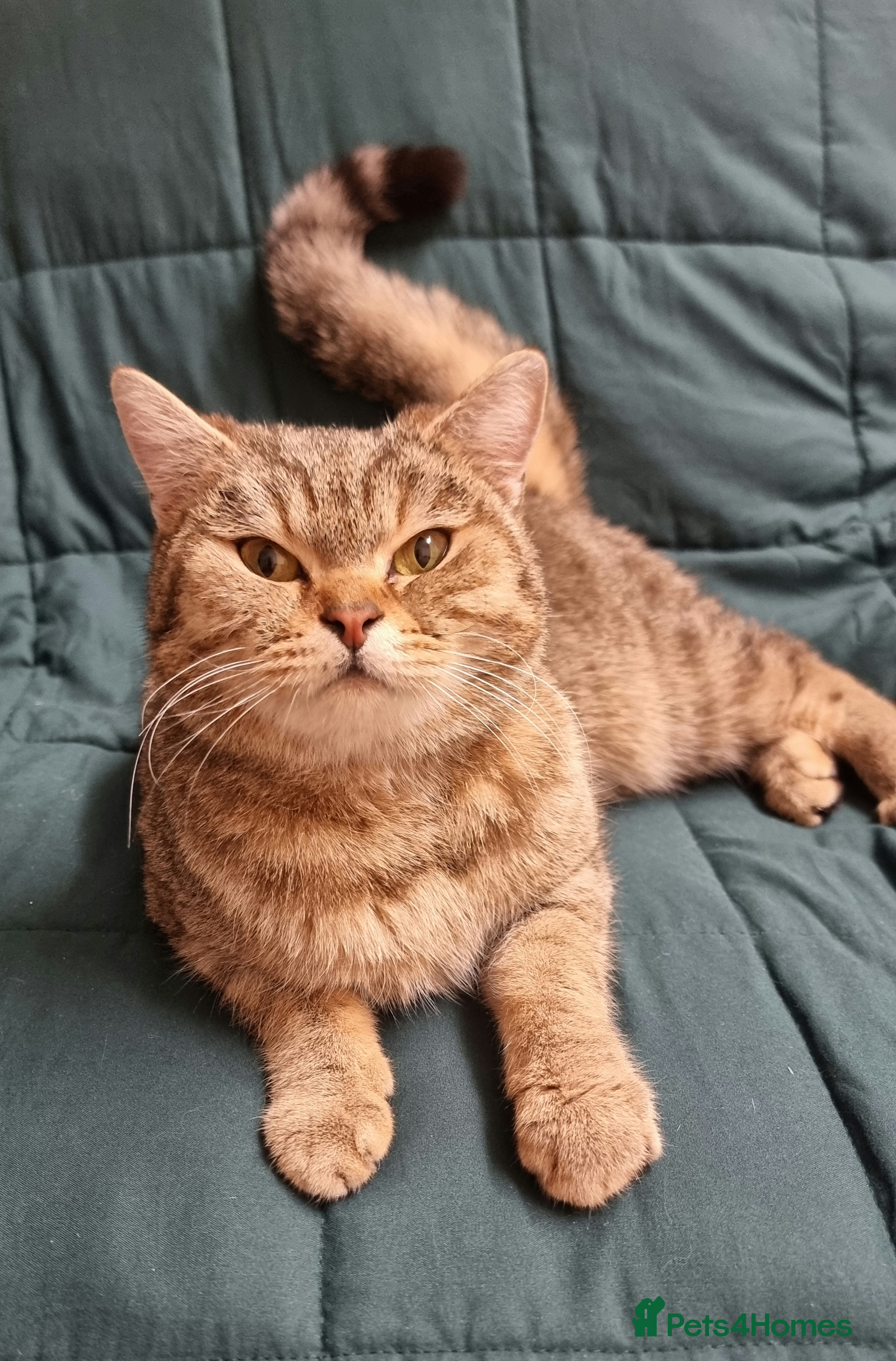 British Shorthair cats Golden Ticked Tabby Active GCCF British Shorthair - Advert 11