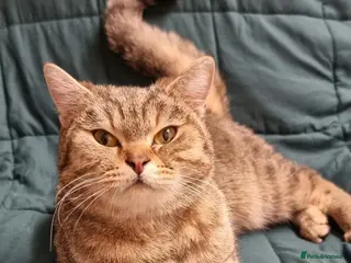 British Shorthair cats Golden Ticked Tabby Active GCCF British Shorthair - Advert 11