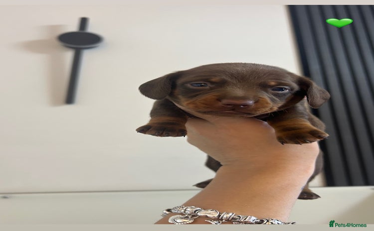 Miniature Dachshund dogs - Advert 2