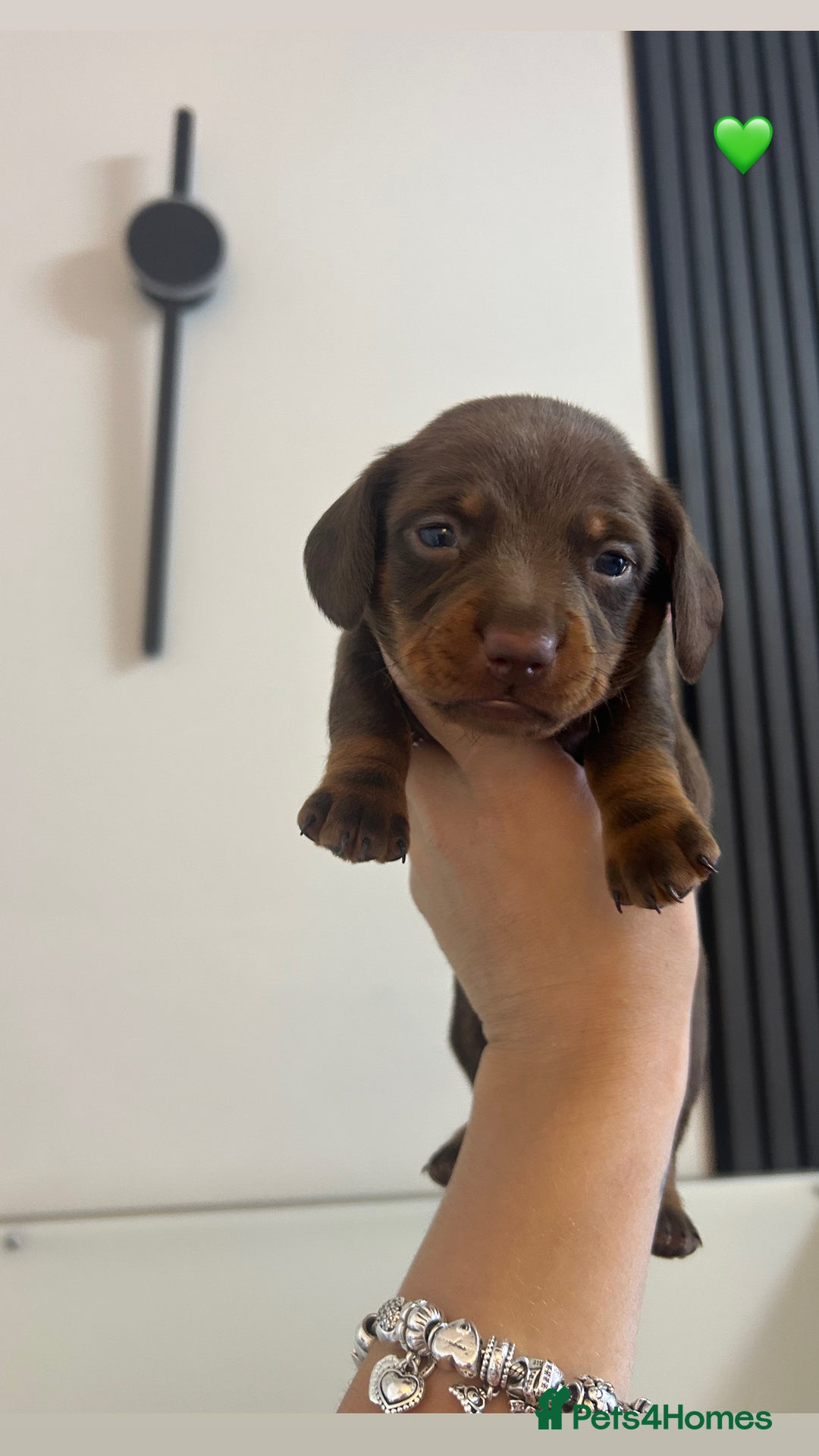 Miniature Dachshund dogs for sale: Four beautiful male miniature dachshunds💙💙💙💙  - Image 1