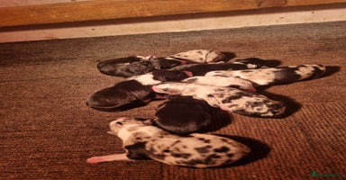 Border Collie dogs - Advert 2
