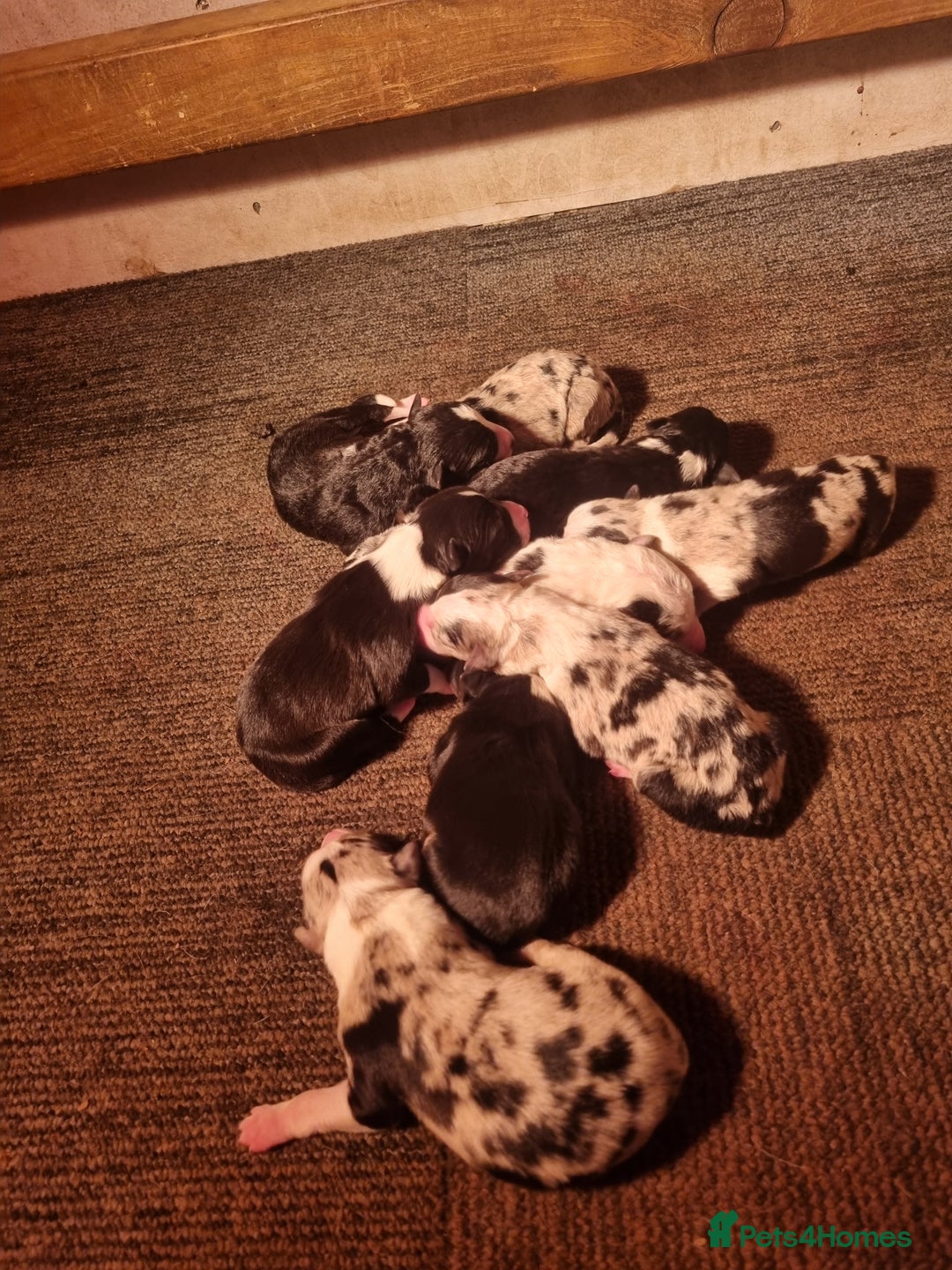 Border Collie dogs for sale: Beautiful Collie Puppies  - Image 3