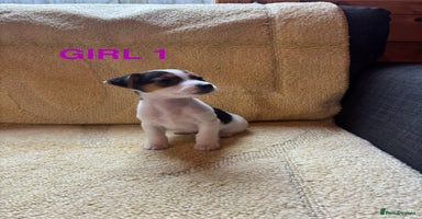 Jack Russell dogs - Advert 3