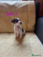 Jack Russell dogs - Advert 3