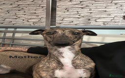 Whippet dogs for sale: *LAST MALE PUPPY* Beautiful KC Registered Puppies - Image 24