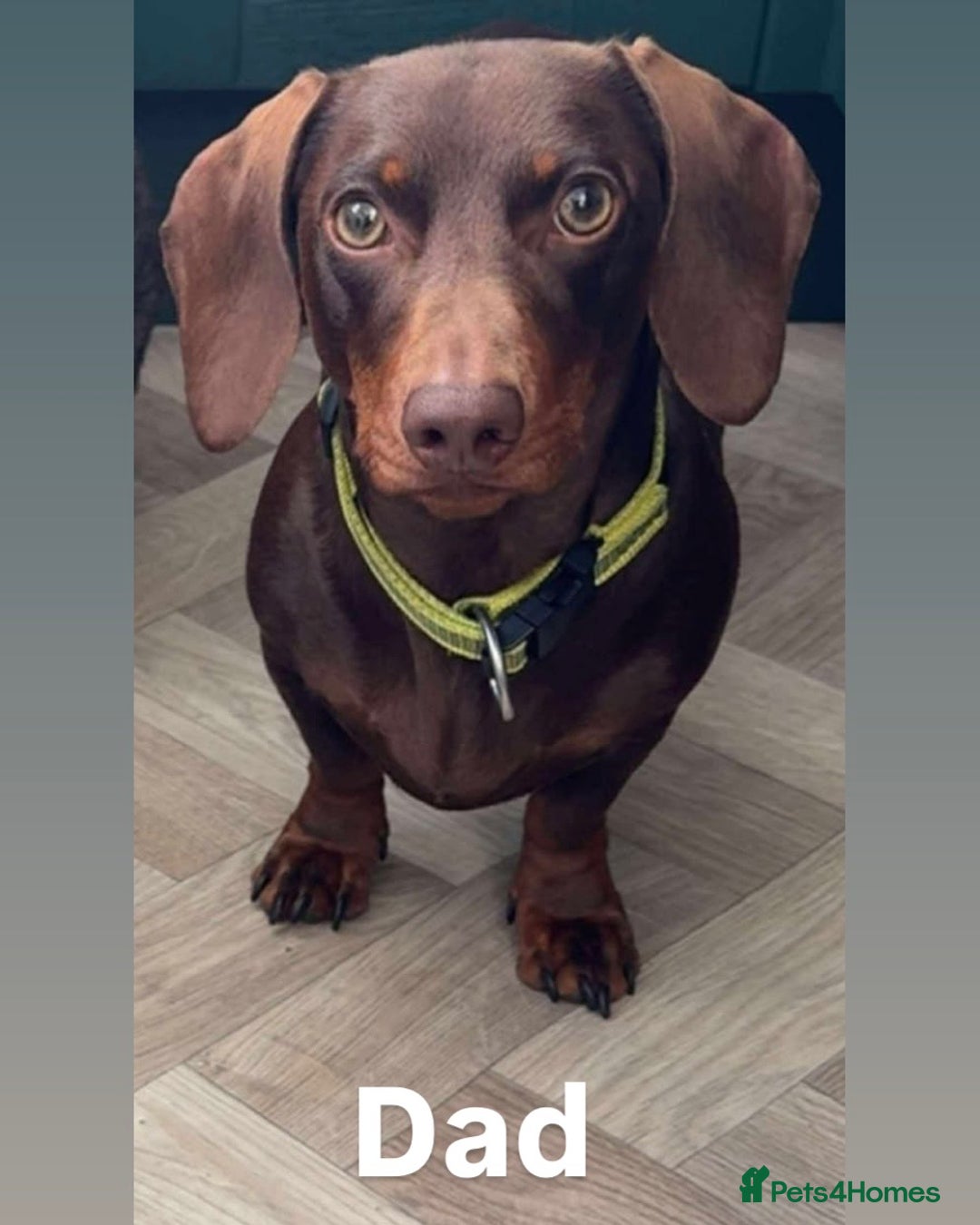 Miniature Dachshund dogs for sale: Adorable Smooth Haired Mini Daxis PRA CLEAR - Image 5