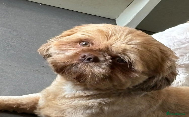 Shih Tzu dogs in Wirral - Advert 17
