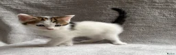 Mixed Breed cats for sale: Adorable Kittens Looking for Their Forever Home - Advert 9