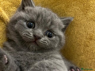 British Shorthair cats Last boy left Pedigree BSH fluff balls - Advert 14