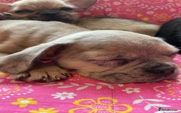 Mixed Breed dogs for sale: Beautiful french bulldog/shit zhu babies  - Image 7