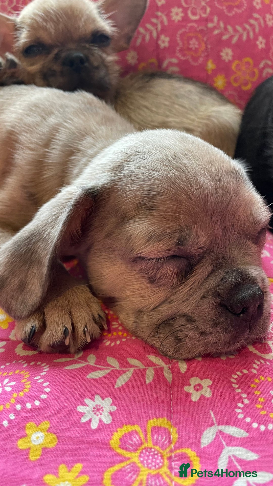 Mixed Breed dogs for sale: Beautiful french bulldog/shit zhu babies  - Image 7