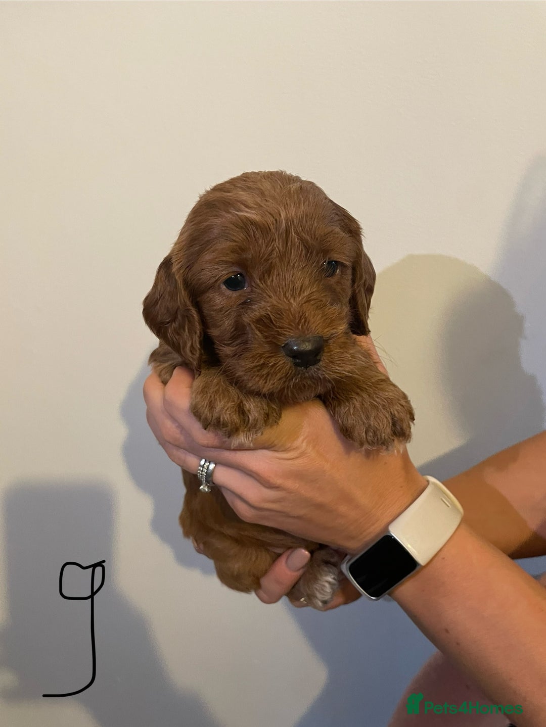 Cockapoo dogs for sale: Beautiful F1 Cockapoos - Advert 5