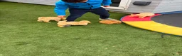 Miniature Poodle dogs for sale: 4 miniature Poodle Boys  - Advert 6