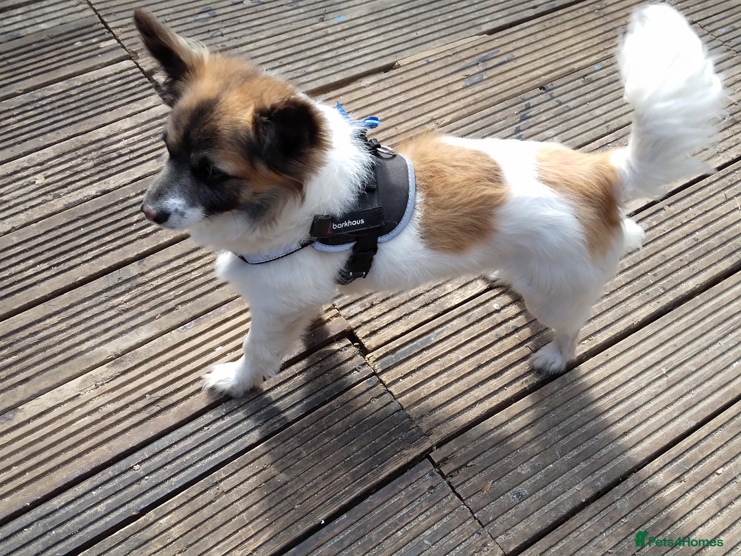 Mixed Breed dogs for sale: Hi selling my male chi,jackrusell in Stevenage - Image 2