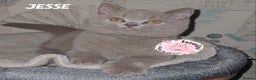 British Shorthair cats for sale: GCCF REGISTERED BRITISH SHORTHAIR KITTENS  - Advert 31