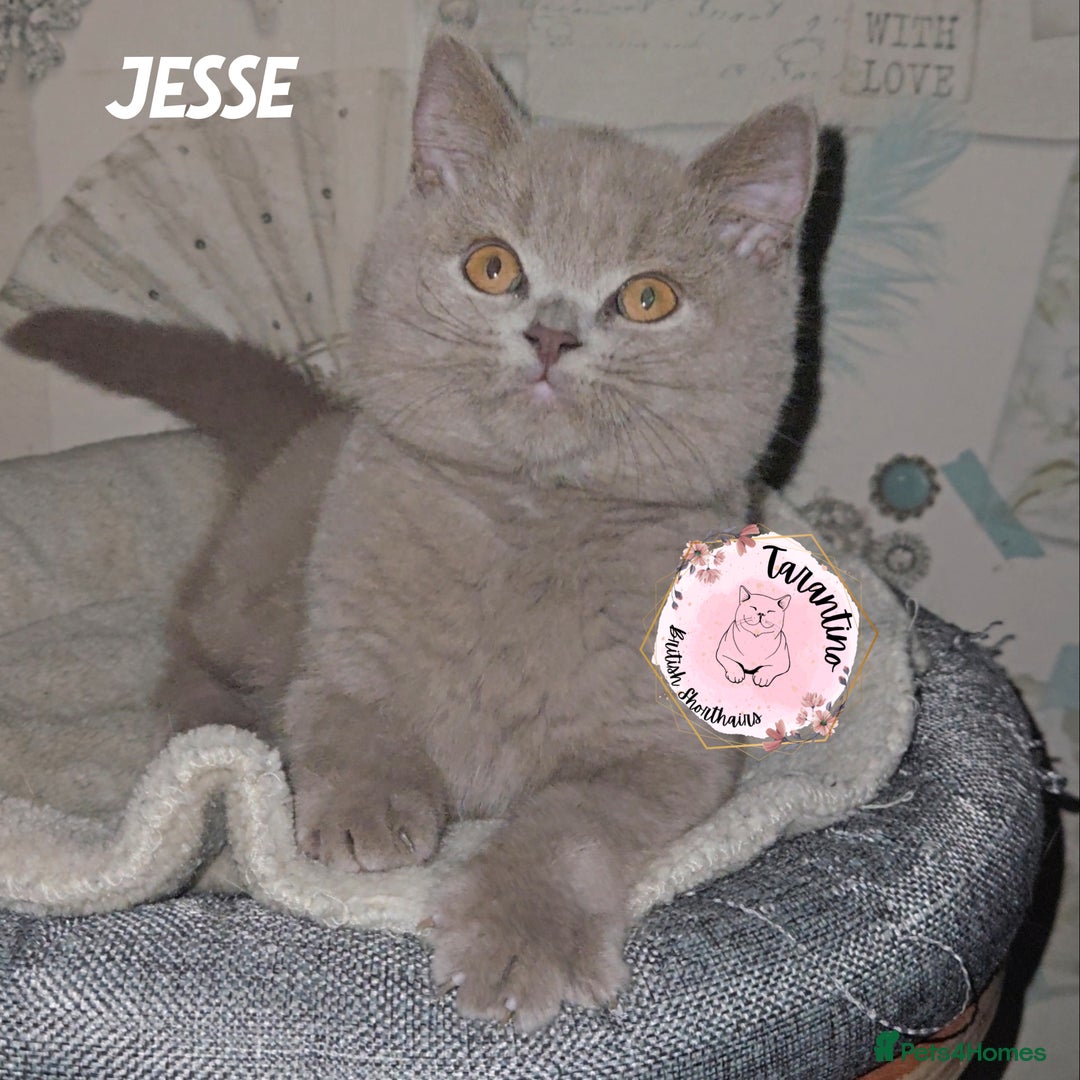 British Shorthair cats for sale: GCCF REGISTERED BRITISH SHORTHAIR KITTENS  - Advert 31