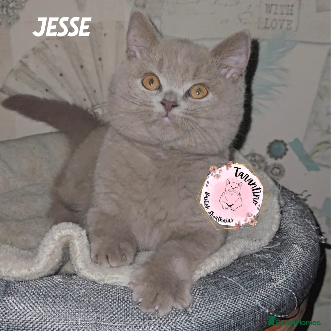 British Shorthair cats for sale: GCCF REGISTERED BRITISH SHORTHAIR KITTENS  - Advert 31