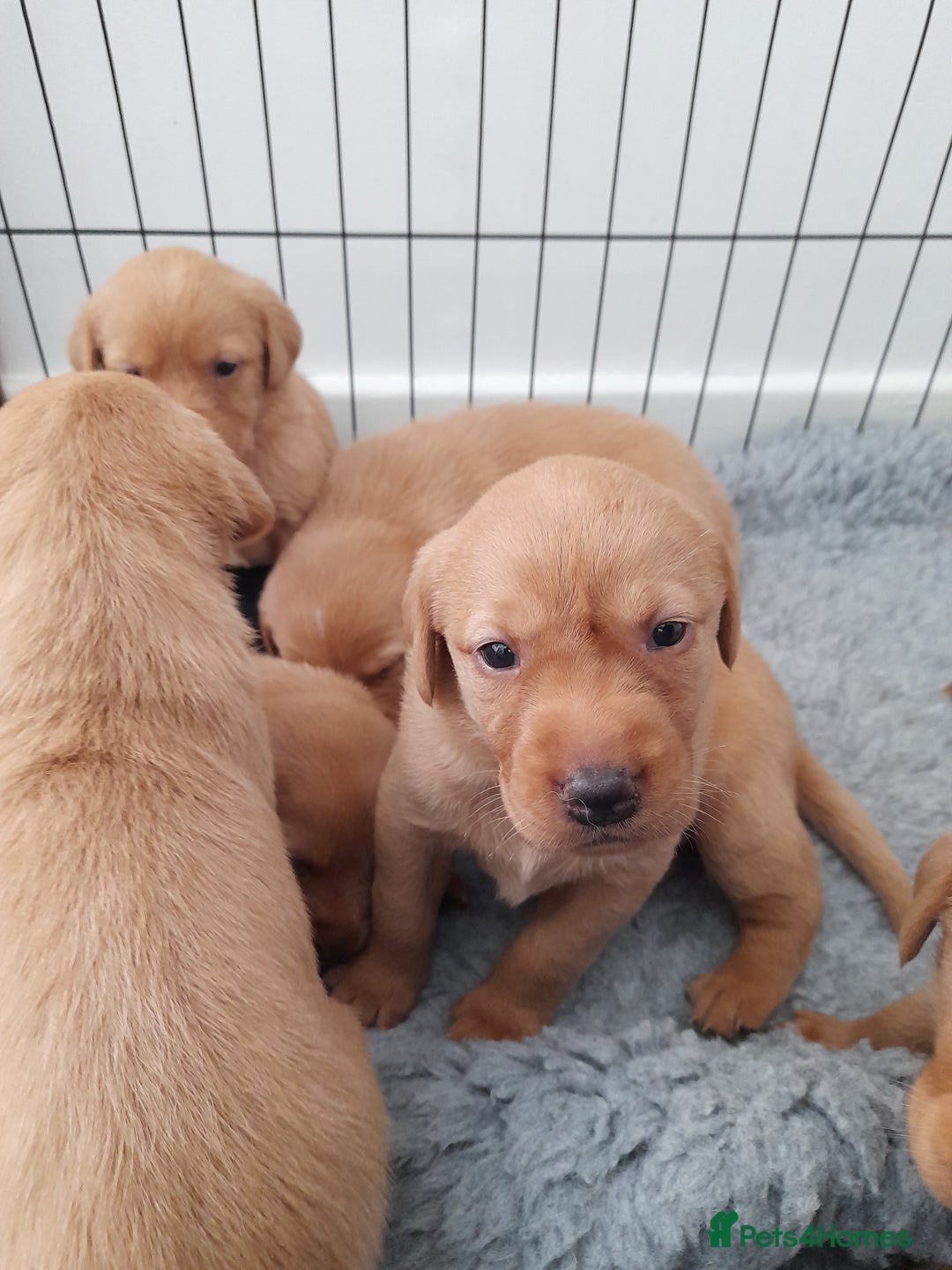 Labrador Retriever dogs for sale: Red fox labrador puppy's  - Image 17
